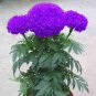 Purplish Blue Marigold Perennial Flower 200 Seeds