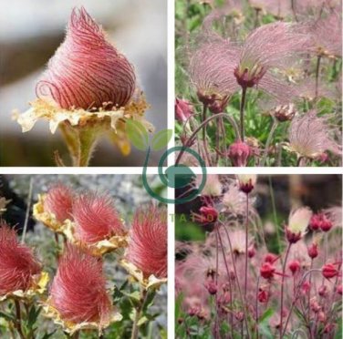 Geum triflorum Seeds Prairie smoke Flowers 200 Seeds