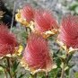 Geum triflorum Seeds Prairie smoke Flowers 200 Seeds