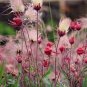 Geum triflorum Seeds Prairie smoke Flowers 200 Seeds
