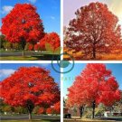 Rare Red Oak Tree Bonsai Seeds Quercus Alba Acorns 20  Seeds