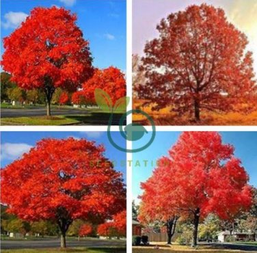 Rare Red Oak Tree Bonsai Seeds Quercus Alba Acorns 20  Seeds