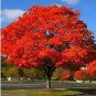 Rare Red Oak Tree Bonsai Seeds Quercus Alba Acorns 20  Seeds