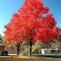Rare Red Oak Tree Bonsai Seeds Quercus Alba Acorns 20  Seeds