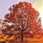 Rare Red Oak Tree Bonsai Seeds Quercus Alba Acorns 20 Seeds