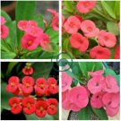 Euphorbia Milii Hybrid Middle 200 Seeds
