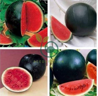 Giant Sweet Black Watermelon 40 Seeds