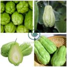 Bonsai Chayote Seeds Outdoor 60 Seeds