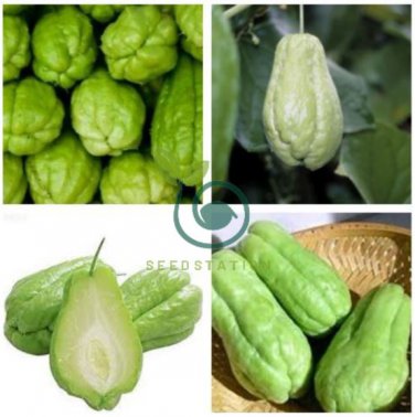 Bonsai Chayote Seeds Outdoor 60 Seeds