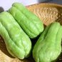 Bonsai Chayote Seeds Outdoor 60 Seeds