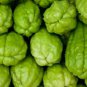 Bonsai Chayote Seeds Outdoor 60 Seeds