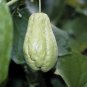 Bonsai Chayote Seeds Outdoor 60 Seeds