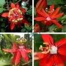 Passiflora coccinea Red Passion Flower 60 Seeds