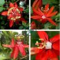 Passiflora coccinea Red Passion Flower 60 Seeds