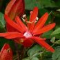 Passiflora coccinea Red Passion Flower 60 Seeds