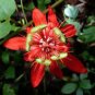 Passiflora coccinea Red Passion Flower 60 Seeds