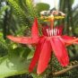 Passiflora coccinea Red Passion Flower 60 Seeds