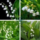 Heirloom White Lily of the Valley Convallaria majalis Perennial Flower 100 Seeds