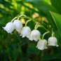 Heirloom White Lily of the Valley Convallaria majalis Perennial Flower 100 Seeds