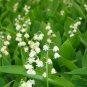 Heirloom White Lily of the Valley Convallaria majalis Perennial Flower 100 Seeds