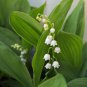 Heirloom White Lily of the Valley Convallaria majalis Perennial Flower 100 Seeds