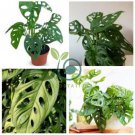 Monster Opliqua Evergreen Hybrid 100 Seeds