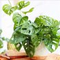 Monster Opliqua Evergreen Hybrid 100 Seeds