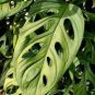 Monster Opliqua Evergreen Hybrid 100 Seeds