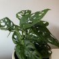 Monster Opliqua Evergreen Hybrid 100 Seeds