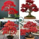 Japanese Red Maple Hybrid Bonsai 40 Seeds