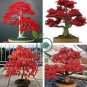 Japanese Red Maple Hybrid Bonsai 40 Seeds