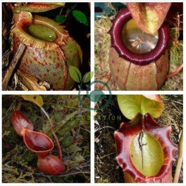 Eating Mosquito Carnivorous Plants Nepenthes 400 Seeds