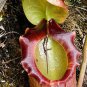Eating Mosquito Carnivorous Plants Nepenthes 400 Seeds