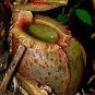 Eating Mosquito Carnivorous Plants Nepenthes 400 Seeds