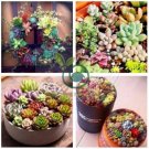 mix lithops seeds rare succulent 200 Seeds
