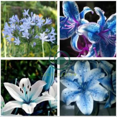 Blue Heart Lily Plant 100 Seeds
