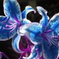 Blue Heart Lily Plant 100 Seeds