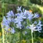Blue Heart Lily Plant 100 Seeds