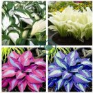 Hosta Seeds Perfect Color Perennials Plantain 240 Seeds