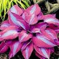 Hosta Seeds Perfect Color Perennials Plantain 240 Seeds