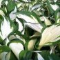 Hosta Seeds Perfect Color Perennials Plantain 240 Seeds