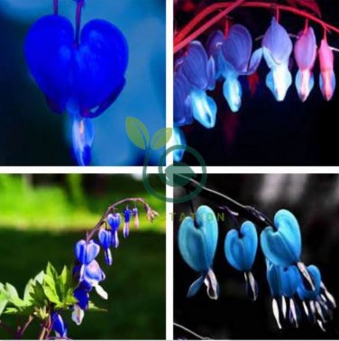 Blue Bleeding Heart 20 Seeds