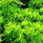 Indian Sandalwood Tree 200 Seeds
