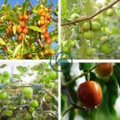 Ziziphus mauritiana Fruit Tree 40 Seeds
