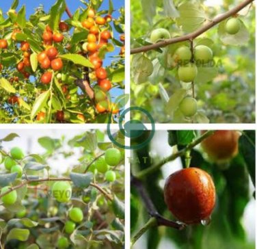 Ziziphus mauritiana Fruit Tree 40 Seeds
