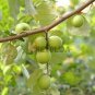 Ziziphus mauritiana Fruit Tree 40 Seeds
