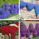 Rainbow Creeping Thyme Plants Blue Rock CRESS Plants 400 Seeds