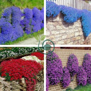 Rainbow Creeping Thyme Plants Blue Rock CRESS Plants 400 Seeds