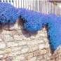 Rainbow Creeping Thyme Plants Blue Rock CRESS Plants 400 Seeds