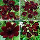 Heirloom New Rare Chocolate Cosmos Flower 200 Seeds